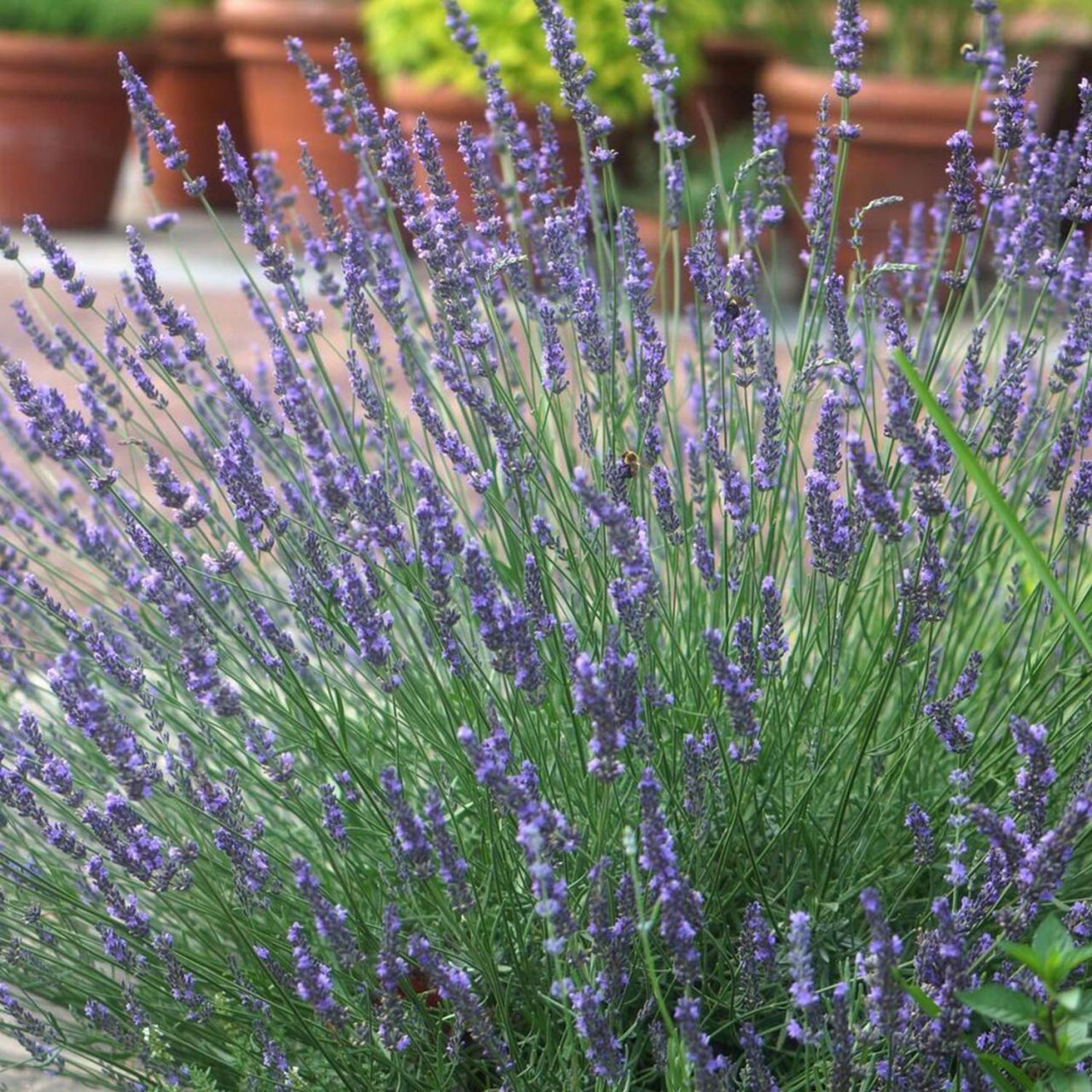 Lavendel 'Essence Purple' von Garten Schlüter