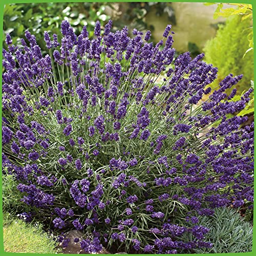 Lavendel 'Hidcote Blue' Lavandula angustifolia - 1 winterharte Pflanze im Container mit leuchtend blauen Blüten als Hecke oder Busch - von Garten Schlüter - Pflanzen in Top Qualität Lavendel 'Hidcote Blue' Lavandula angustifolia - 1 winterharte Pflanze im Container mit leuchtend blauen Blüten als Hecke oder Busch - von Garten Schlüter - Pflanzen in Top Qualität von Garten Schlüter