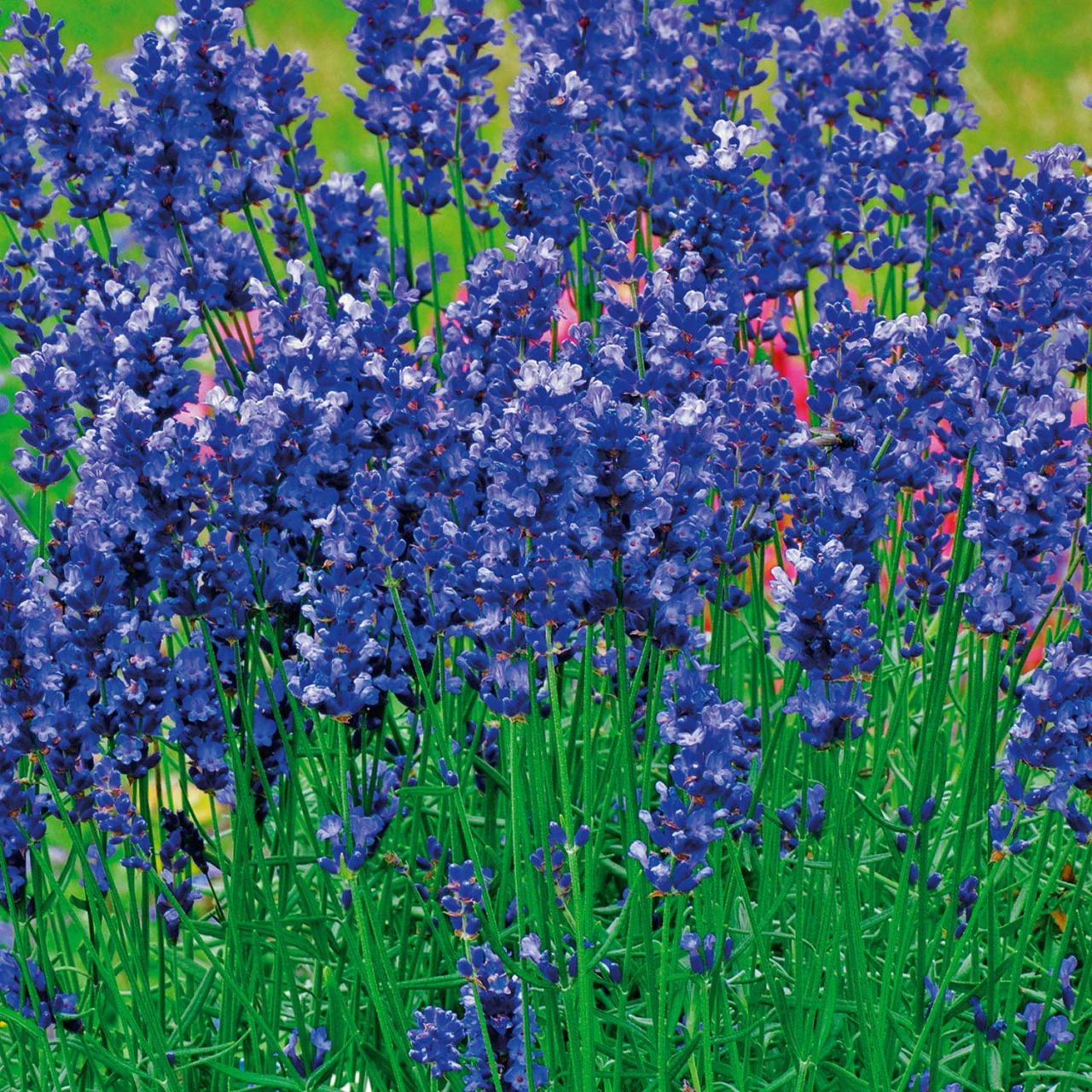Lavendel 'Hidcote Blue' von Garten Schlüter