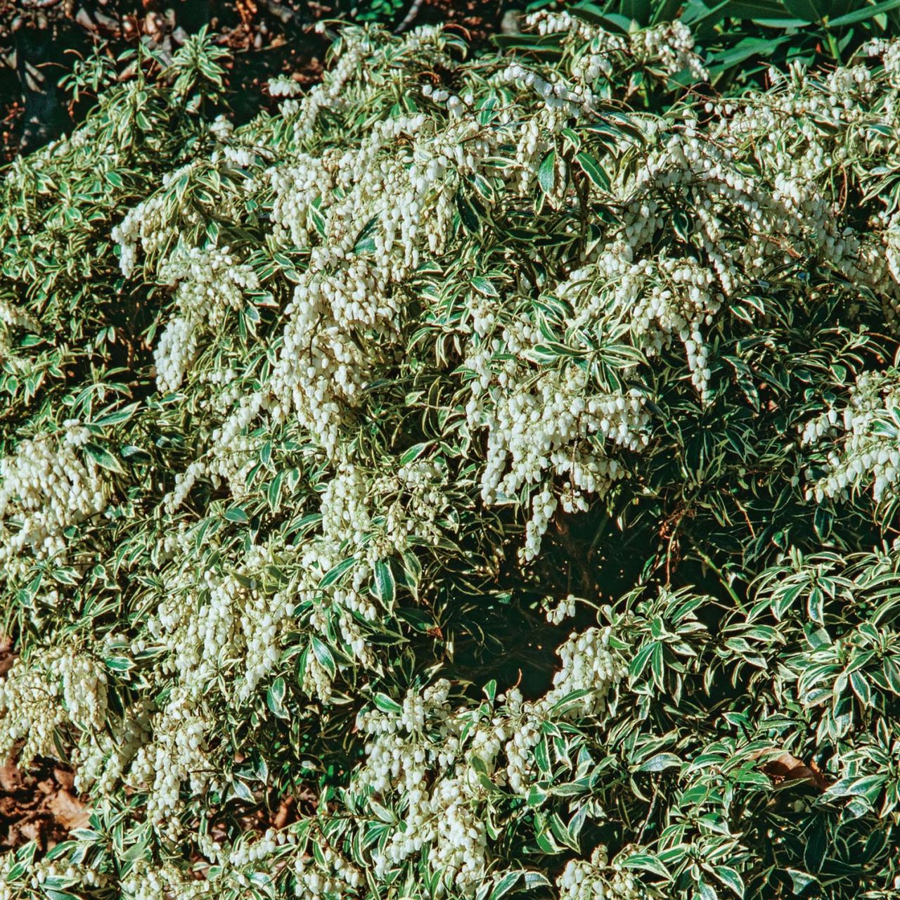 Lavendelheide / Schattenglöckchen 'Variegata' von Garten Schlüter