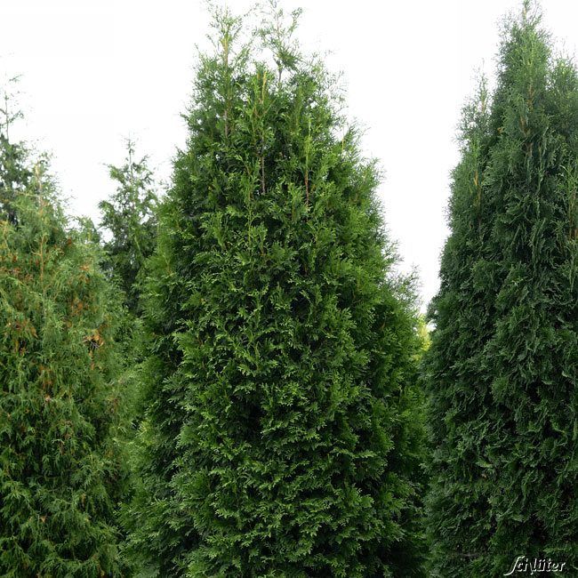 Lebensbaum 'Brabant'  -  50 Pflanzen  80 - 100 cm hoch für 20 Meter... von Garten Schlüter