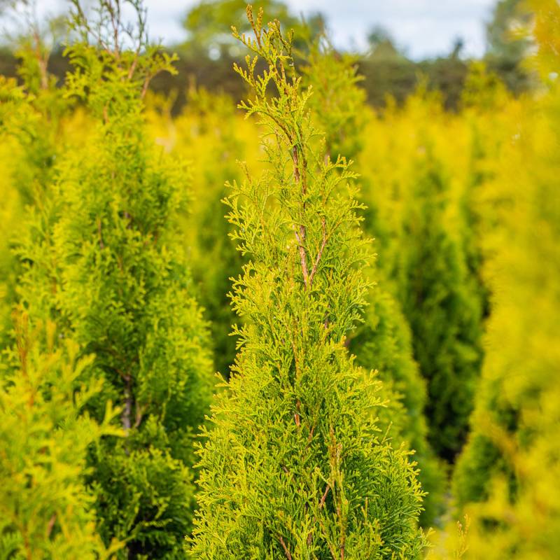 Lebensbaum &#039;Golden Smaragd&#039; 10 Liter, 60 - 80 cm Liefergröße: 60 - 80 cm von Garten Schlüter