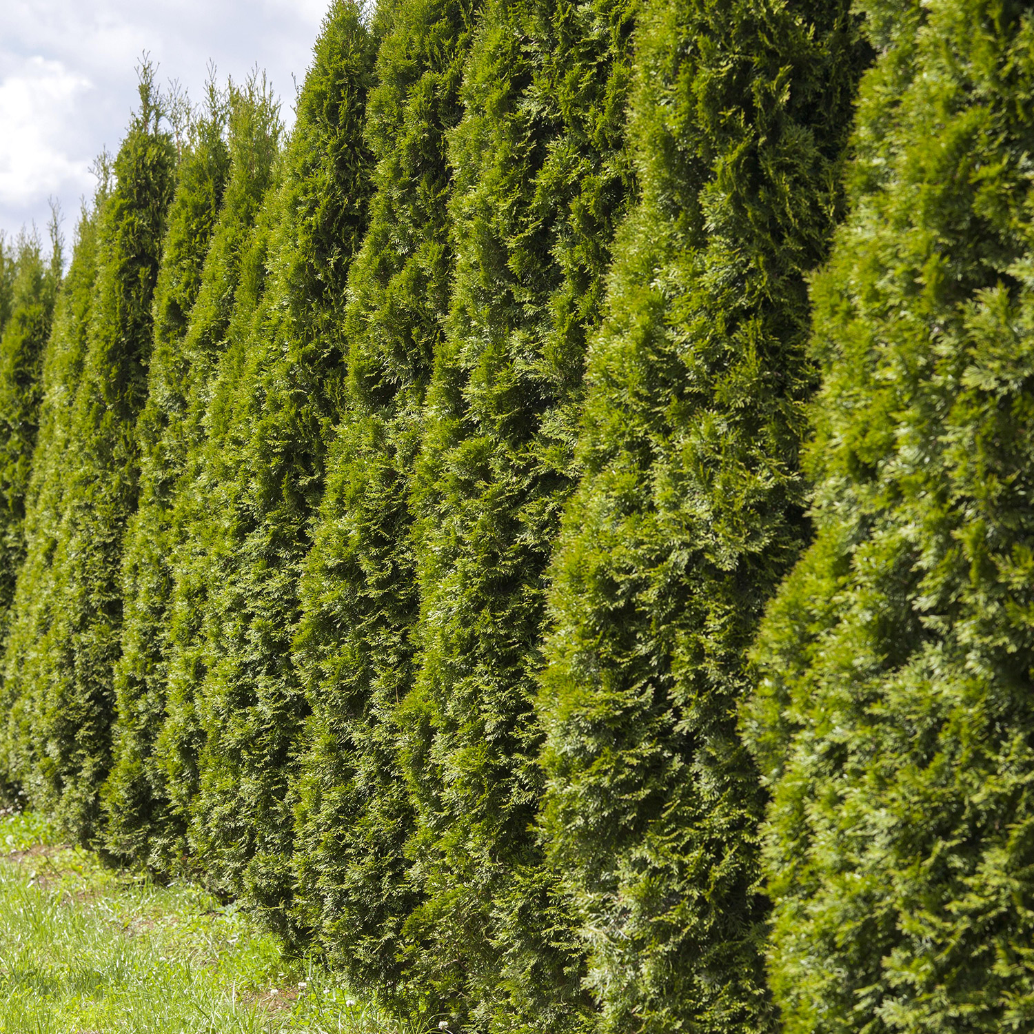 Lebensbaum &#039;Smaragd&#039; - 100 Pflanzen 40 - 60 cm hoch für 25 Meter Hecke Liefergröße: 40 - 60 cm von Garten Schlüter