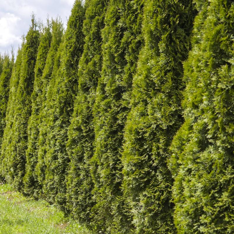 Lebensbaum &#039;Smaragd&#039; - 30 Pflanzen  80 - 100 cm hoch für 15 Meter Hecke Liefergröße: 80 - 100 cm von Garten Schlüter