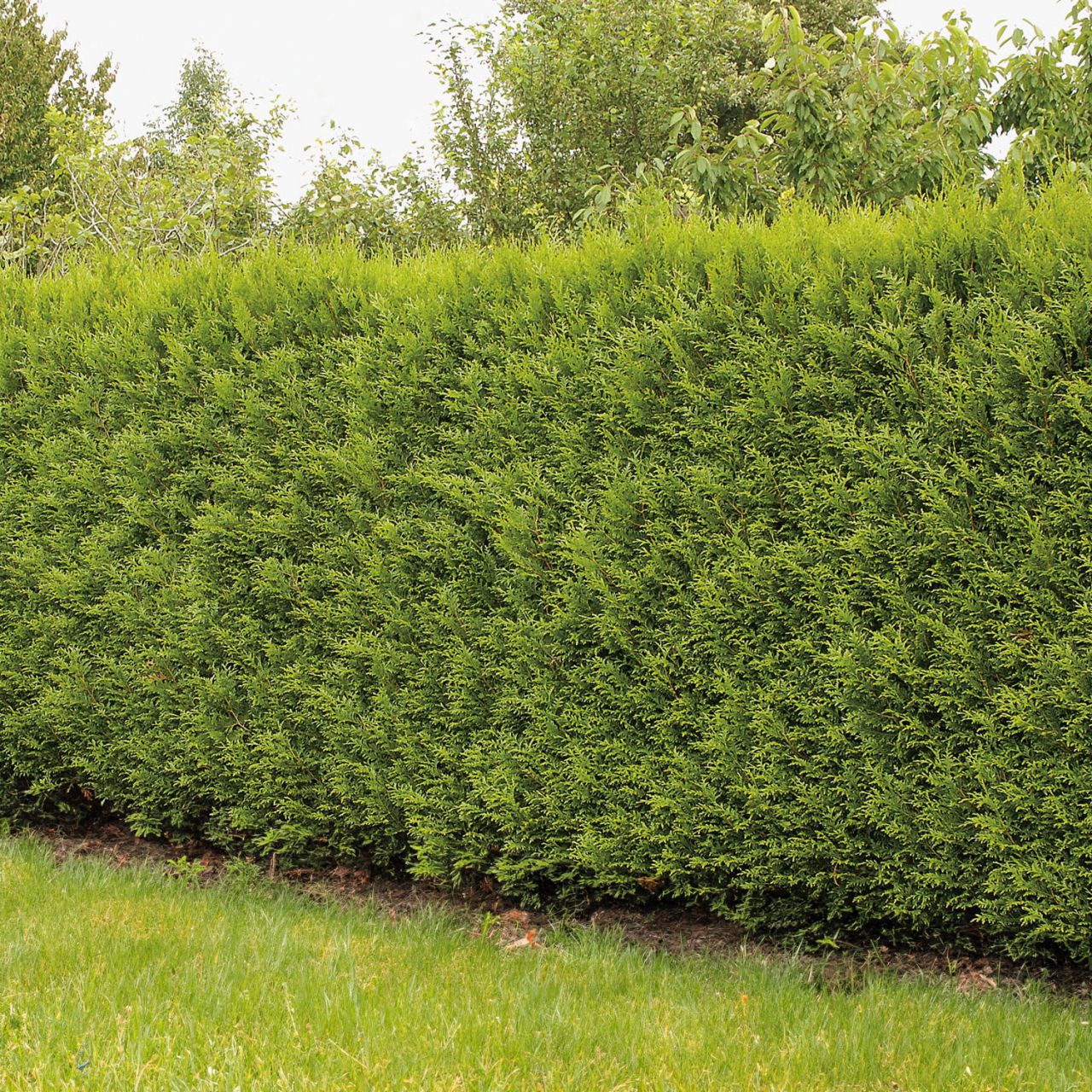 Lebensbaum - Thuja 'Brabant' von Garten Schlüter