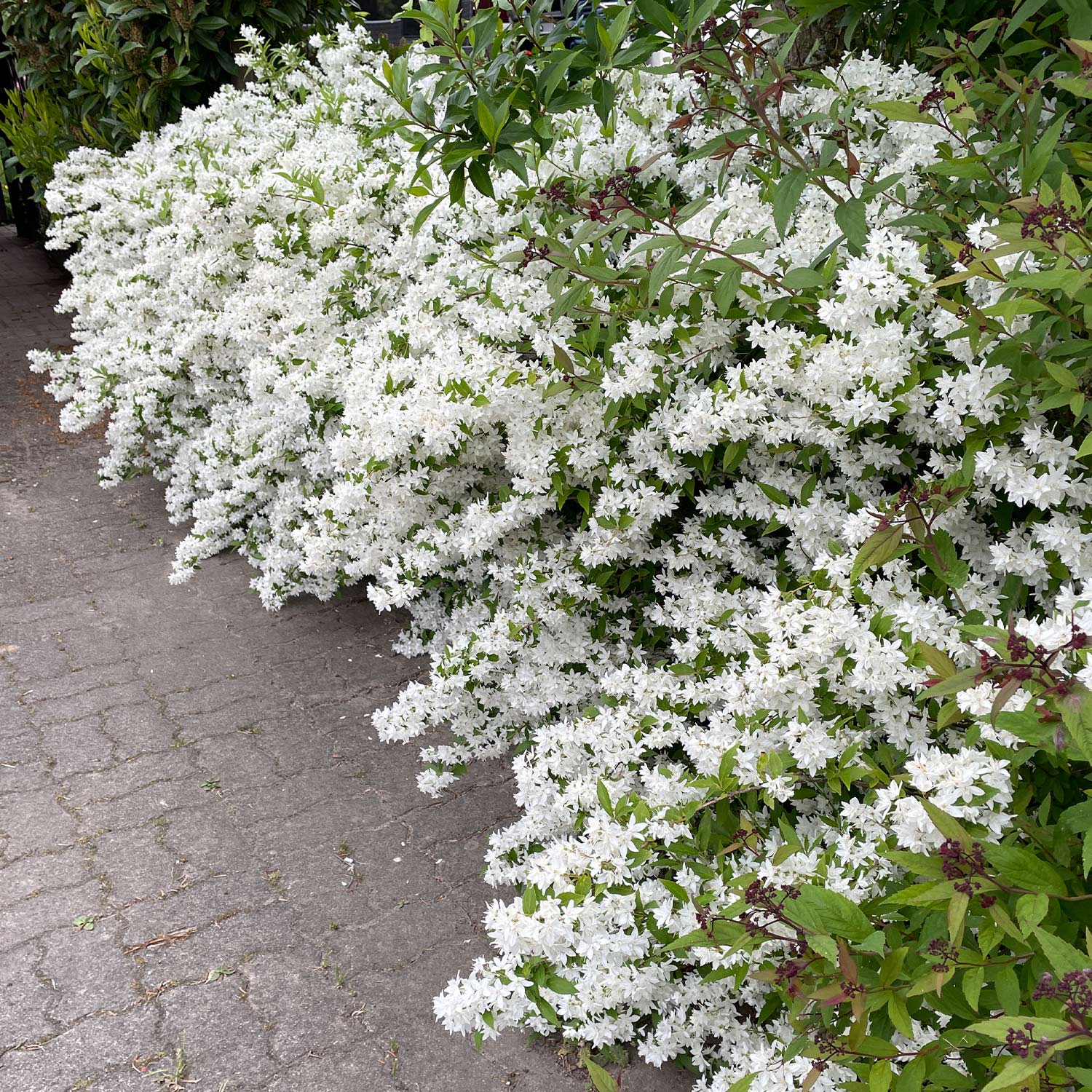 Maiblumenstrauch - Deutzie 0,5 Liter, 15 - 30 cm Liefergröße: 15 - 30 cm Maiblumenstrauch - Deutzie 0,5 Liter, 15 - 30 cm Liefergröße: 15 - 30 cm von Garten Schlüter