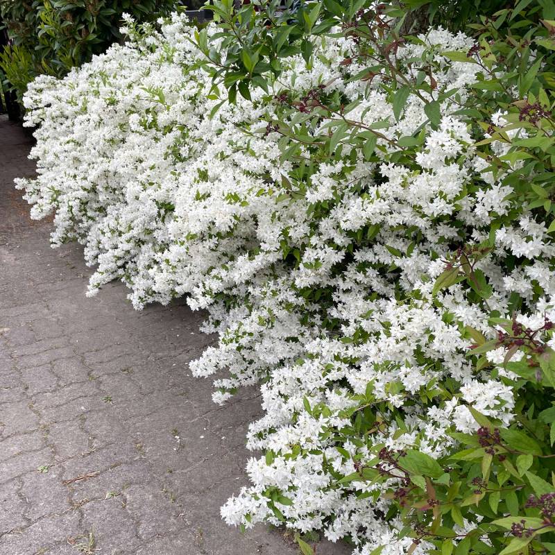 Maiblumenstrauch - Deutzie 0,5 Liter, 15 - 30 cm Liefergröße: 15 - 30 cm Maiblumenstrauch - Deutzie 0,5 Liter, 15 - 30 cm Liefergröße: 15 - 30 cm von Garten Schlüter