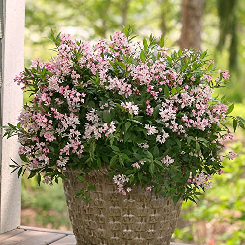 Maiblumenstrauch 'Yuki Cherry Blossom' Deutzia rosea winterhart rosa-weiße Blüten von Mai-Juli von Garten Schlüter