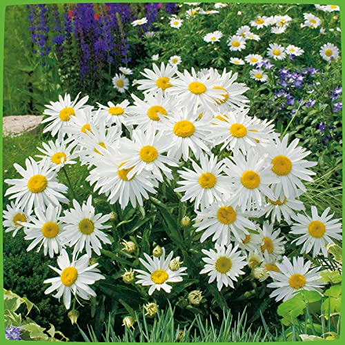 Margerite 'Silberprinzesschen' (Leucanthemum x superbum) - 1 Pflanze von Garten Schlüter