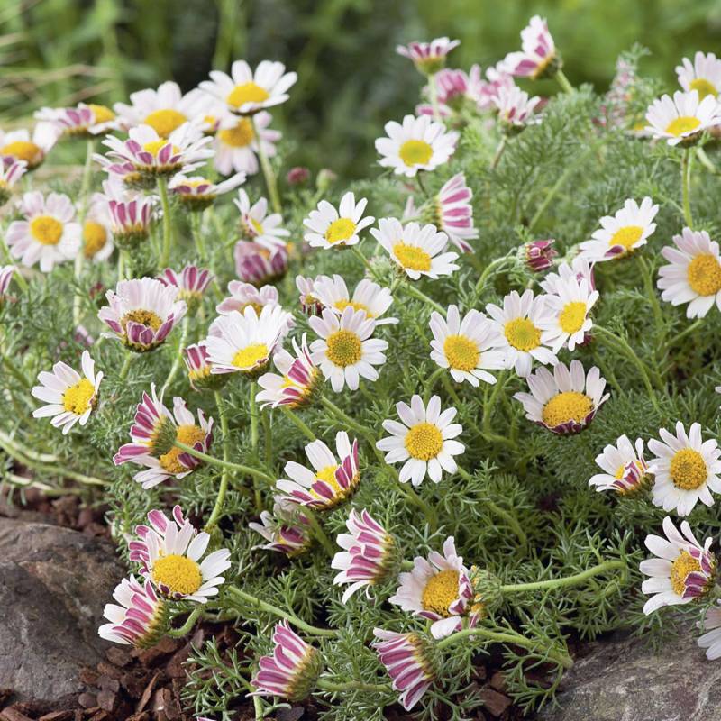 Marokko-Kamille  -  Ringblume Lieferform: Im 9 cm Topf von Garten Schlüter