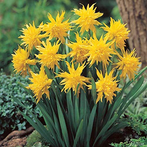 Mini-Narzissen-Zwiebeln Rip van Winkle Blumenzwiebeln Osterglocken - Mini-Narzisse - mehrjährig - 5 Narzissenzwiebeln von Garten Schlüter - Pflanzen in Top Qualität von Garten Schlüter
