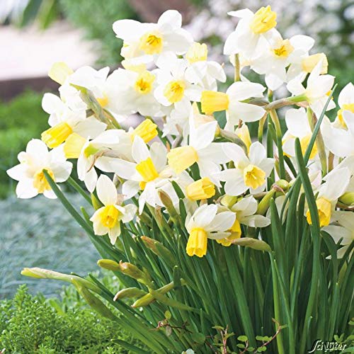 Mini-Narzissen-Zwiebeln Sailboat Blumenzwiebeln Osterglocken - Mini-Narzisse - mehrjährig - 5 Narzissenzwiebeln von Garten Schlüter - Pflanzen in Top Qualität von Garten Schlüter