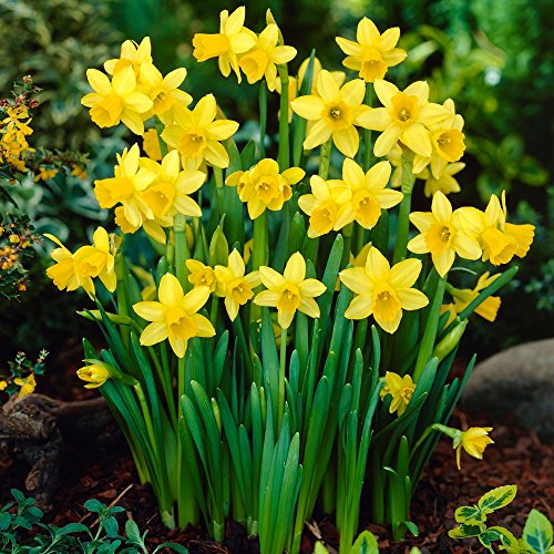 Mini-Narzissen-Zwiebeln Tête-à-Tête Blumenzwiebeln Osterglocken - Mini-Narzisse - mehrjährig - 25 Narzissenzwiebeln von Garten Schlüter - Pflanzen in Top Qualität von Garten Schlüter