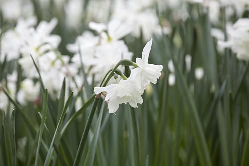 Mini-Narzissen-Zwiebeln Triandrus Thalia Blumenzwiebeln Osterglocken - Mini-Narzisse - mehrjährig - 5 Narzissenzwiebeln von Garten Schlüter - Pflanzen in Top Qualität von Garten Schlüter