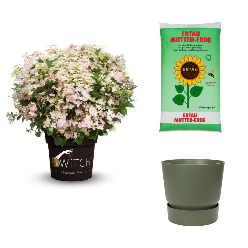 Mini-Rispenhortensie &#039;Switch®  Ophelia&#039; mit Topf grün mit Gartenerde 20 Liter Liefergröße: | 1 Rispenhortensie & 1 Pflanzkübel von Garten Schlüter