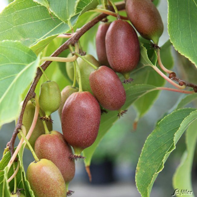 Minikiwi 'Kiwi Berry® Red Jumbo®' von Garten Schlüter