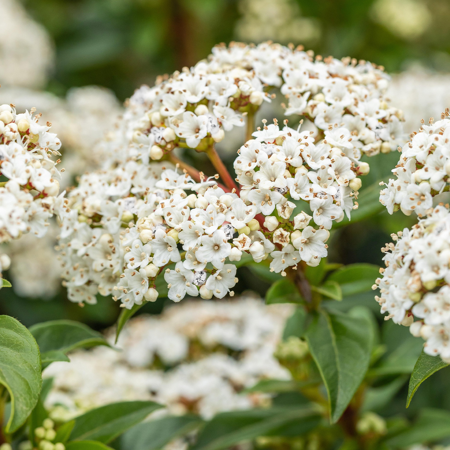 Mittelmeer-Schneeball, 10 Liter, 60 - 80 cm Liefergröße: 60 - 80 cm Mittelmeer-Schneeball, 10 Liter, 60 - 80 cm Liefergröße: 60 - 80 cm von Garten Schlüter