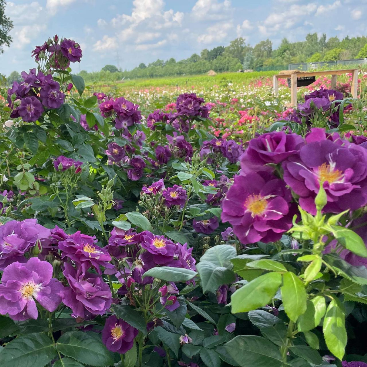 Moderne Strauchrose 'Rhapsody in Blue®' von Garten Schlüter