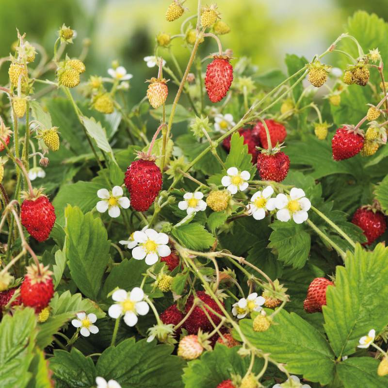 Monats-Erdbeere &#039;Verbesserte Rügen&#039; Lieferform: Im 9 cm Topf von Garten Schlüter