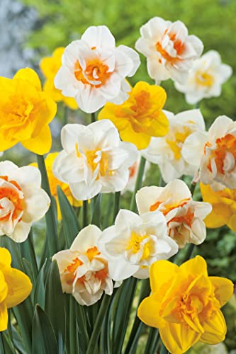 Narzissen-Zwiebeln Mischung 40 Stück - Blumenzwiebeln Osterglocken - Narzisse mehrjährig - 40 Narzissenzwiebeln von Garten Schlüter - Pflanzen in Top Qualität von Garten Schlüter