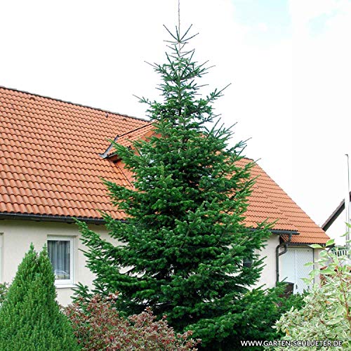 Nordmann-Tanne - Abies nordmanniana Weihnachtsbaum Tannenbaum Topf-Pflanze Immergrün Winterhart Tannen von Garten Schlüter - Pflanzen in Top Qualität von Garten Schlüter