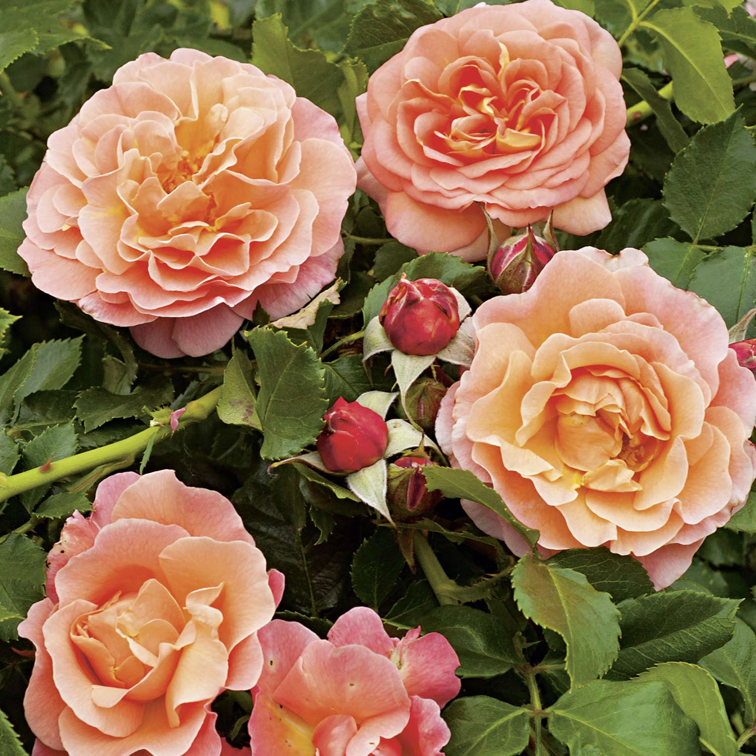 Nostalgische Beetrose &#039;Marie Curie®&#039;, Wurzelnackte Pflanze, A-Qualität, 3 starke Triebe Liefergröße: mind. 3 starke Triebe von Garten Schlüter