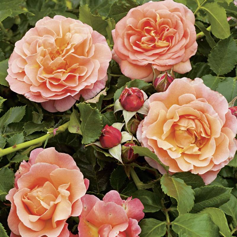 Nostalgische Beetrose &#039;Marie Curie®&#039;, Wurzelnackte Pflanze, A-Qualität, 3 starke Triebe Liefergröße: mind. 3 starke Triebe von Garten Schlüter