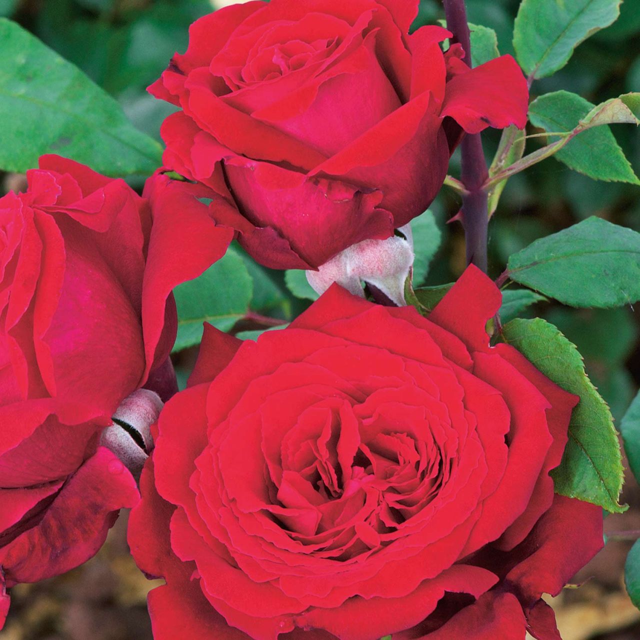 Nostalgische Edelrose 'Duftfestival®' von Garten Schlüter