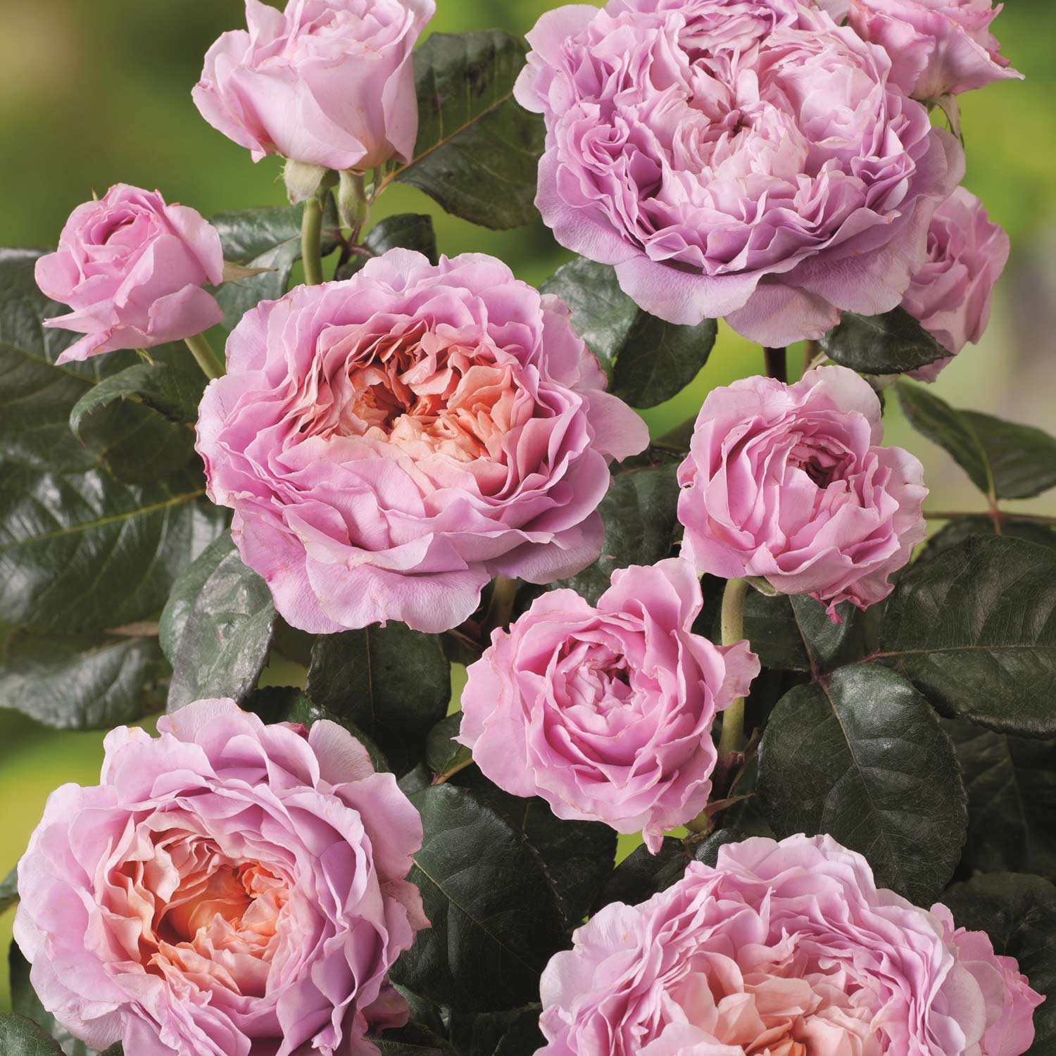 Nostalgische Edelrose &#039;Eisvogel®&#039; Wz Liefergröße: mindestens 3 starke Triebe von Garten Schlüter