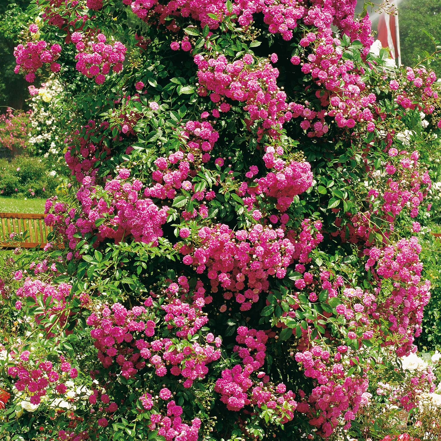 Nostalgische Kletterrose &#039;Super Dorothy®&#039;, Wurzelnackte Pflanze, 2 - 3 starke Triebe, A-Qualität Lieferform: wurzelnackte Pflanze in A-Qualität, mindestens 2 Triebe von Garten Schlüter