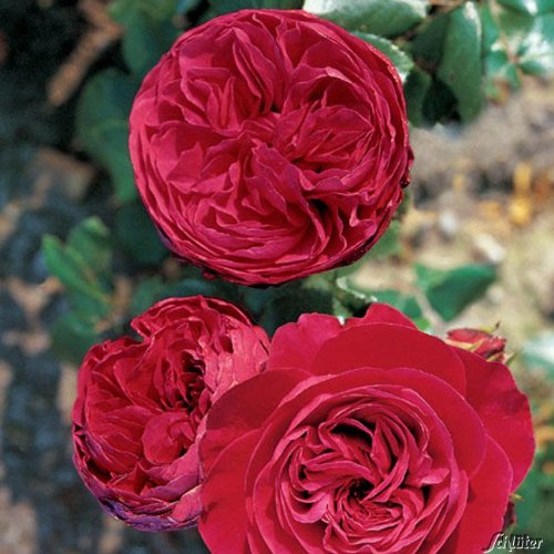 Nostalgische Rose 'Red Leonardo Da Vinci®' - ADR-Rose von Garten Schlüter