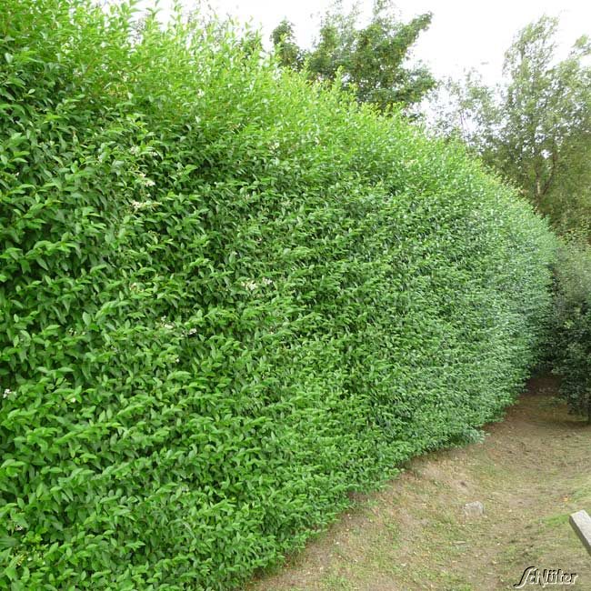 Ovalblättriger Liguster Wz 100-150 Liefergröße: 100 - 150 cm , 6 - 8 triebig von Garten Schlüter