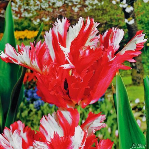 Papageien-Tulpe 'Estella Rijnveld' - 7 Stück Papageien-Tulpe 'Estella Rijnveld' - 7 Stück von Garten Schlüter