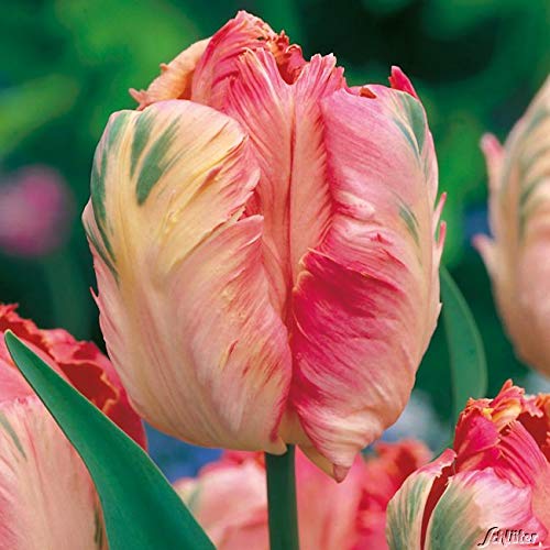 Papageien-Tulpen 'Apricot Parrot' - 7 Stück Papageien-Tulpen 'Apricot Parrot' - 7 Stück von Garten Schlüter