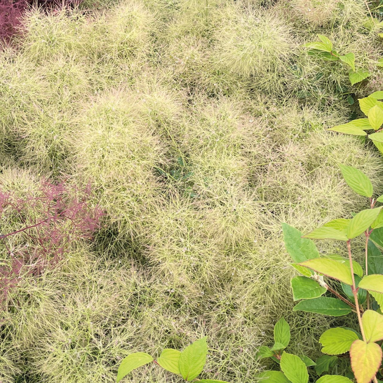 Perückenstrauch 'Young Lady' Liefergröße: 30 - 40 cm Perückenstrauch 'Young Lady' Liefergröße: 30 - 40 cm von Garten Schlüter