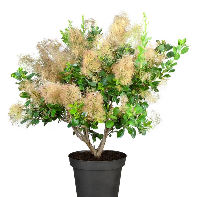 Perückenstrauch &#039;Young Lady&#039; Liefergröße: 30 - 40 cm von Garten Schlüter