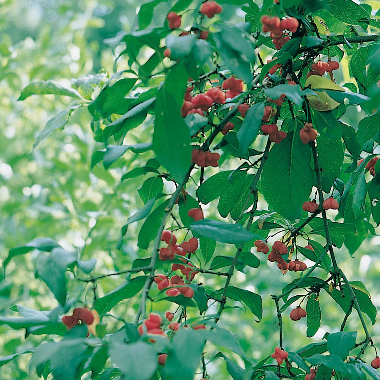 Pfaffenhütchen Wurzelnackte Pflanze, ca. 60-100 cm Liefergröße: ca. 60-100 cm von Garten Schlüter