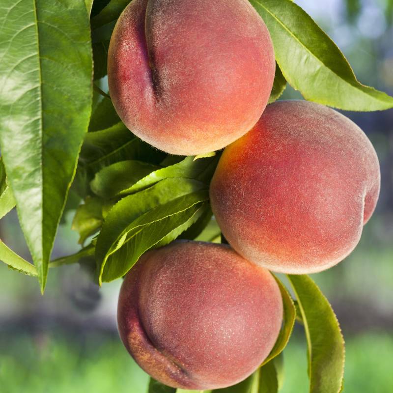Pfirsich &#039;Kernechter vom Vorgebirge&#039; Lieferform: Im 5 Liter Topf von Garten Schlüter