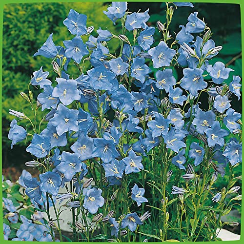Pfirsichblättrige Glockenblume 'Takion Blue' von Garten Schlüter