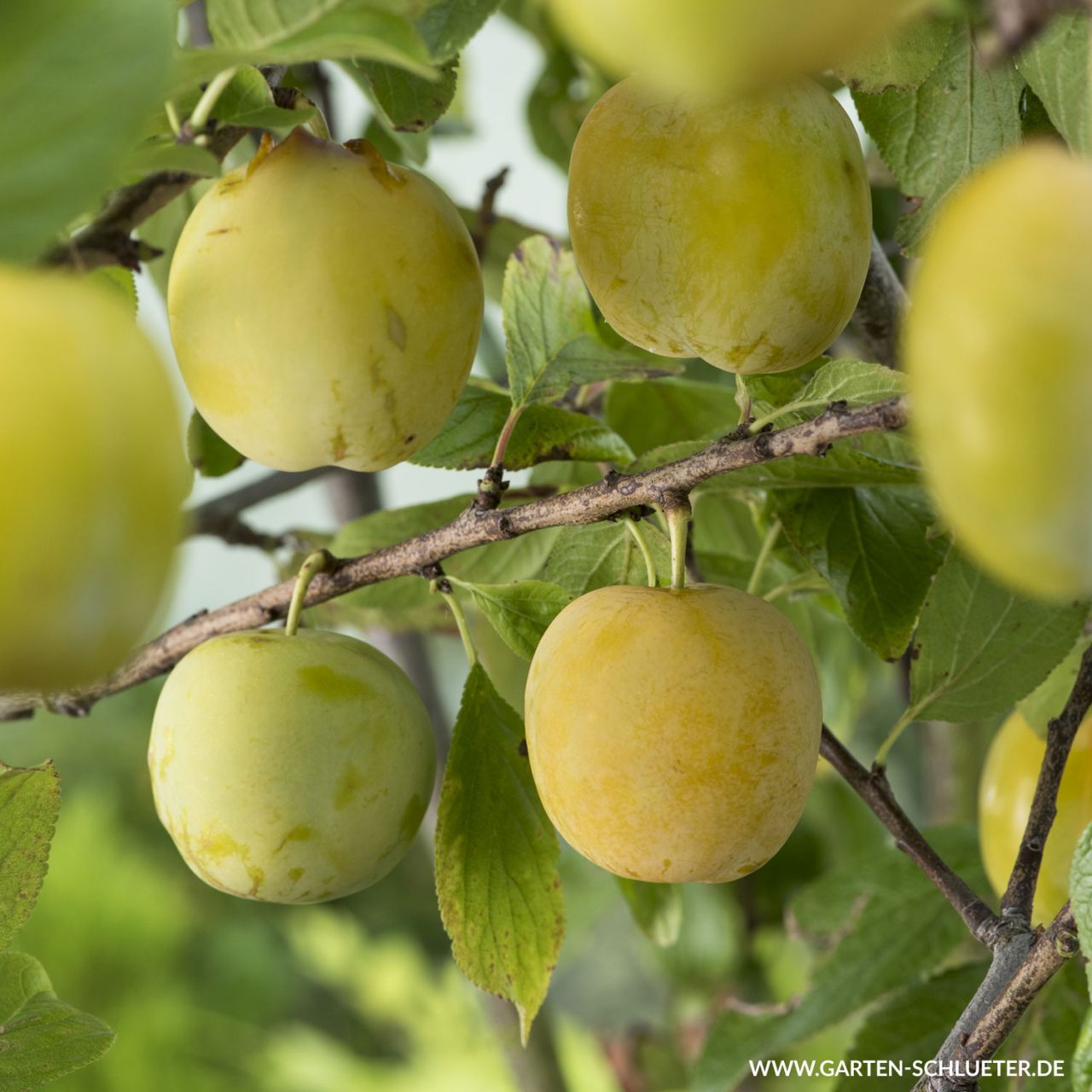 Pflaume 'Oullins Reneklode' von Garten Schlüter