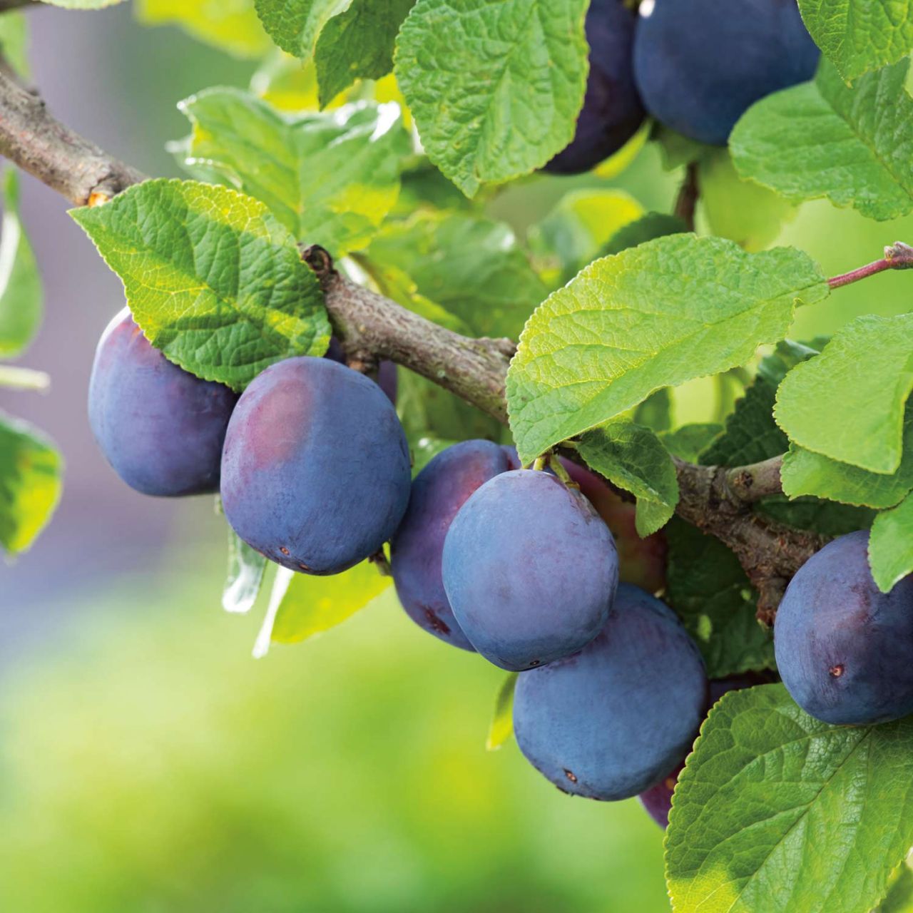 Pogauner Pflaume von Garten Schlüter