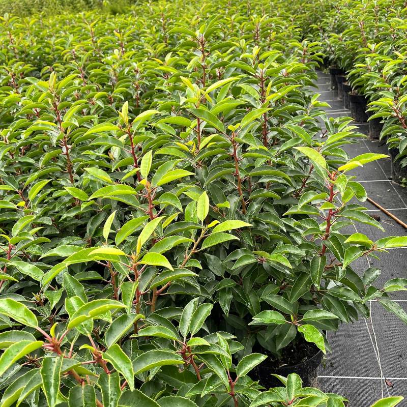 Portugiesische Lorbeerkirsche &#039;Myrtifolia&#039;, 3 - 5Liter, 60 - 80 cm Liefergröße: 60 - 80 cm von Garten Schlüter