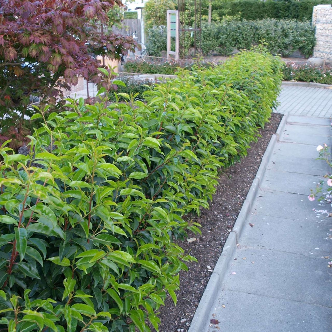 Portugiesische Lorbeerkirsche / Schmalblättrige immergrüne Lorbeerk... von Garten Schlüter