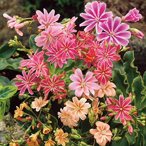 Porzellanröschen 'Regenbogen' Porzellanröschen 'Regenbogen' von Garten Schlüter