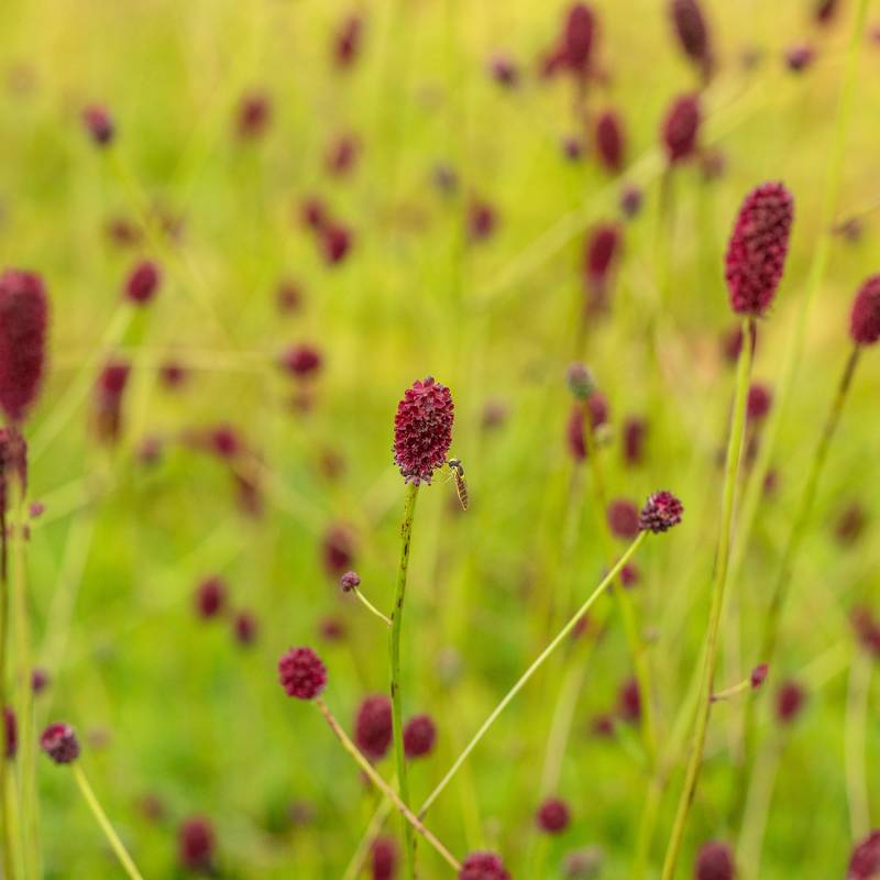 Purpur-Wiesenknopf &#039;Tanna&#039; Lieferform: Im 0,5 Liter Topf von Garten Schlüter