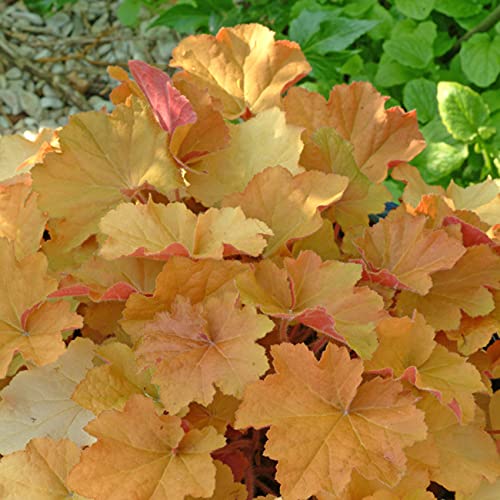 Purpurglöckchen Caramel - Heuchera - Für Beet, Kübel und Steingarten - winterhart und mehrjährig - 1 Pflanze im 9 cm Topf von Garten Schlüter - Pflanzen in Top-Qualität von Garten Schlüter