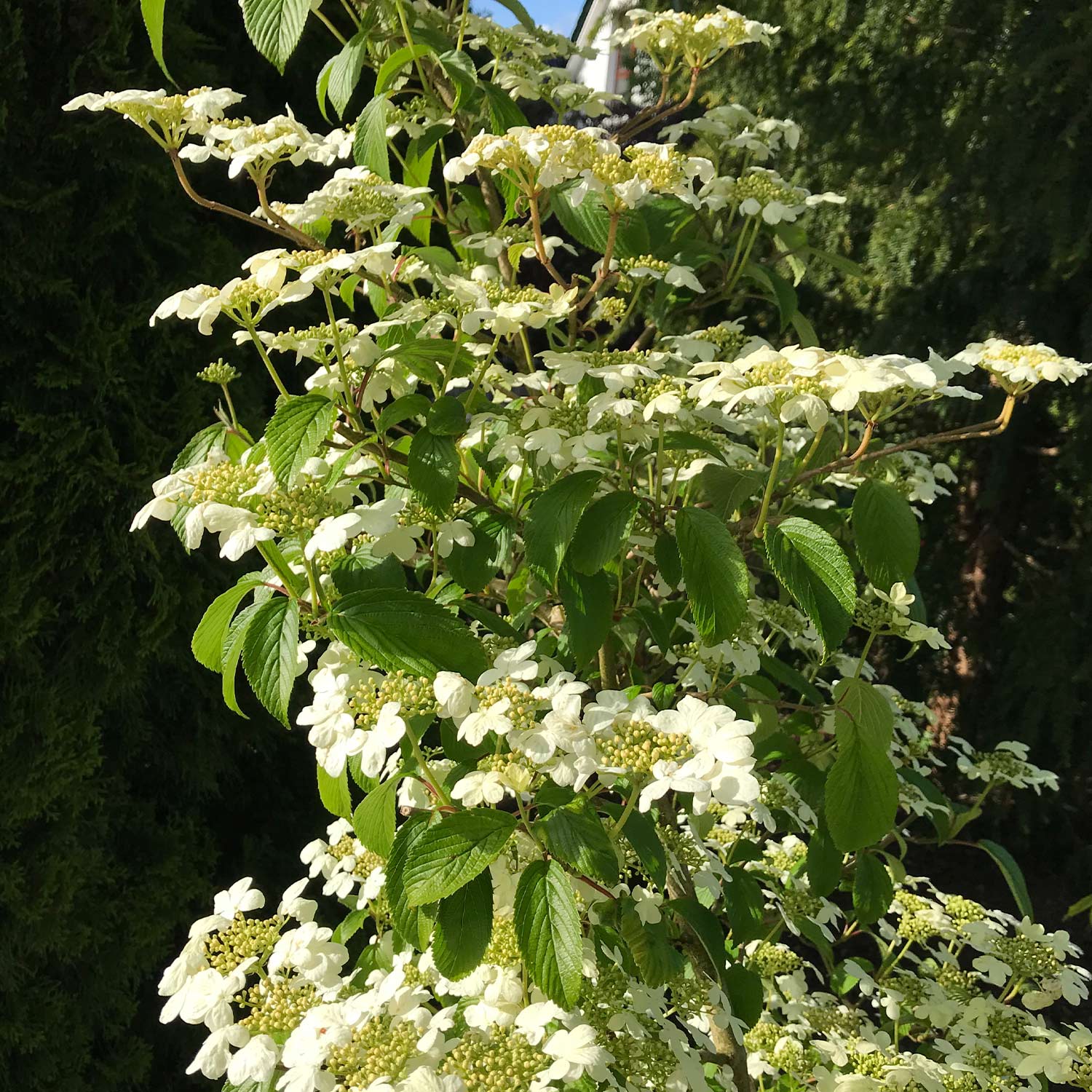 Pyramiden-Schneeball 'Kilimandjaro' 5 Liter Container, 100 - 125 cm Liefergröße: 100 - 125 cm Pyramiden-Schneeball 'Kilimandjaro' 5 Liter Container, 100 - 125 cm Liefergröße: 100 - 125 cm von Garten Schlüter