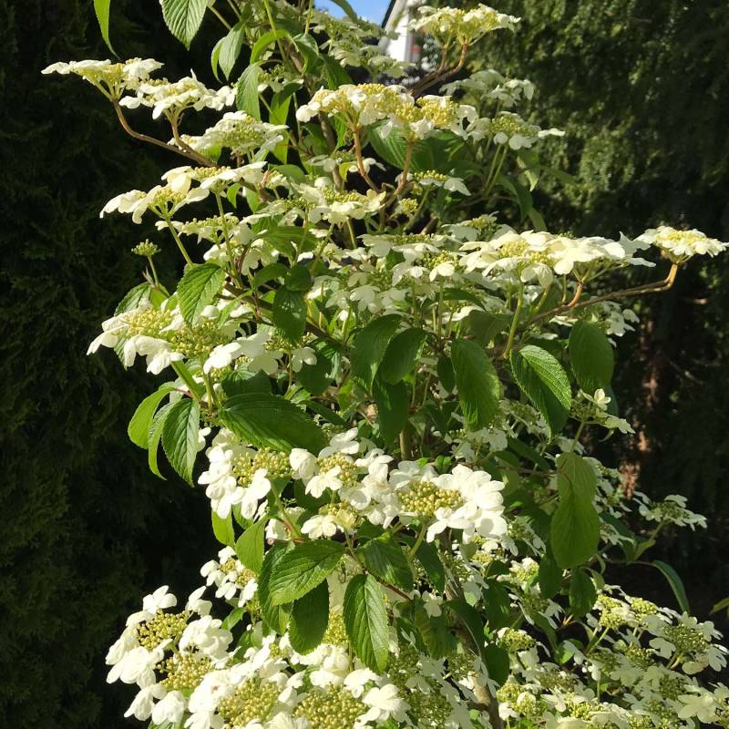 Pyramiden-Schneeball 'Kilimandjaro' 5 Liter Container, 100 - 125 cm Liefergröße: 100 - 125 cm Pyramiden-Schneeball 'Kilimandjaro' 5 Liter Container, 100 - 125 cm Liefergröße: 100 - 125 cm von Garten Schlüter