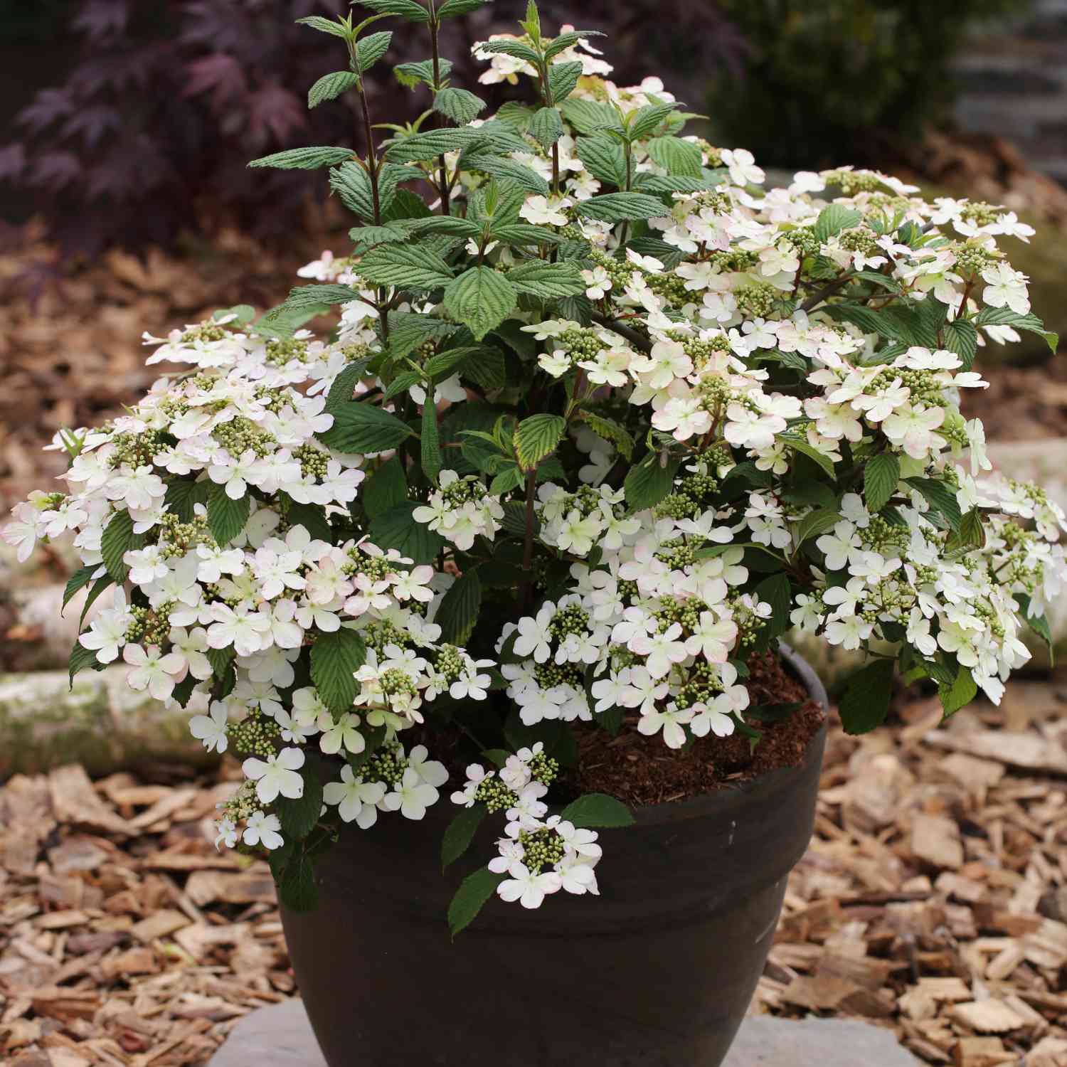 Pyramiden-Schneeball 'Kilimandjaro' 5 Liter Container, 80 - 100 cm Liefergröße: 80 - 100 cm Pyramiden-Schneeball 'Kilimandjaro' 5 Liter Container, 80 - 100 cm Liefergröße: 80 - 100 cm von Garten Schlüter