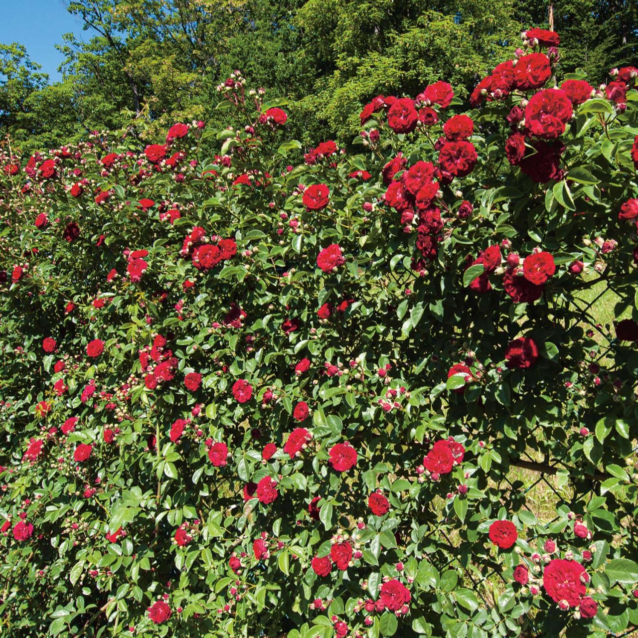 Ramblerrose 'Chevy Chase' von Garten Schlüter